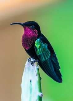 Colibri Péyi