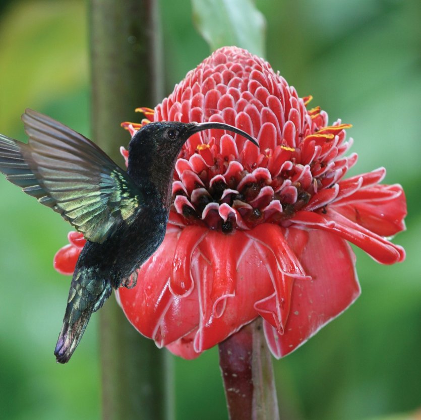 Le colibri et sa rose de porcelaine
