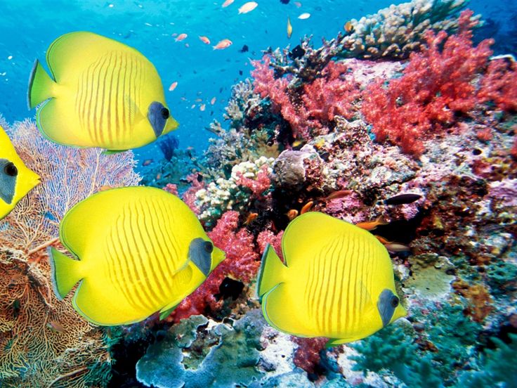 poissons jaunes mer antilles