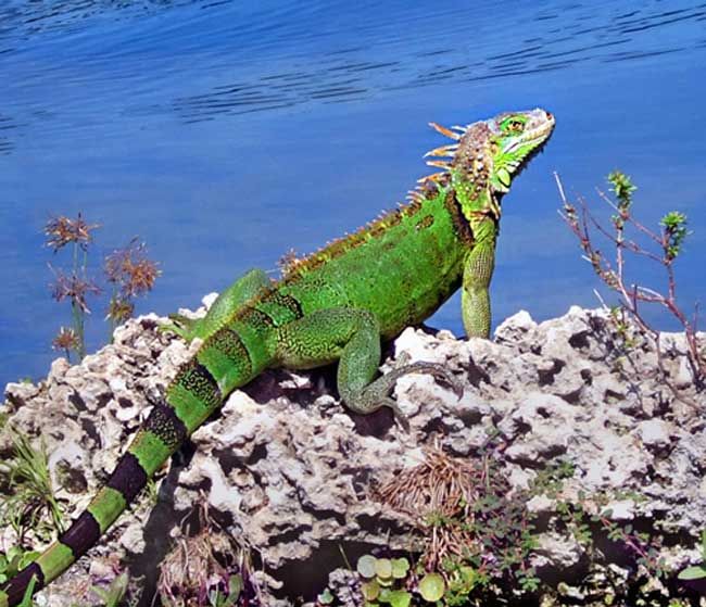 Iguane