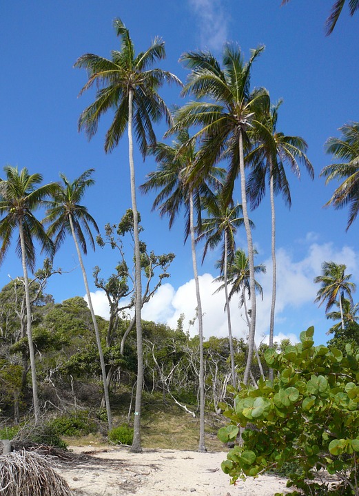 plage des Antilles