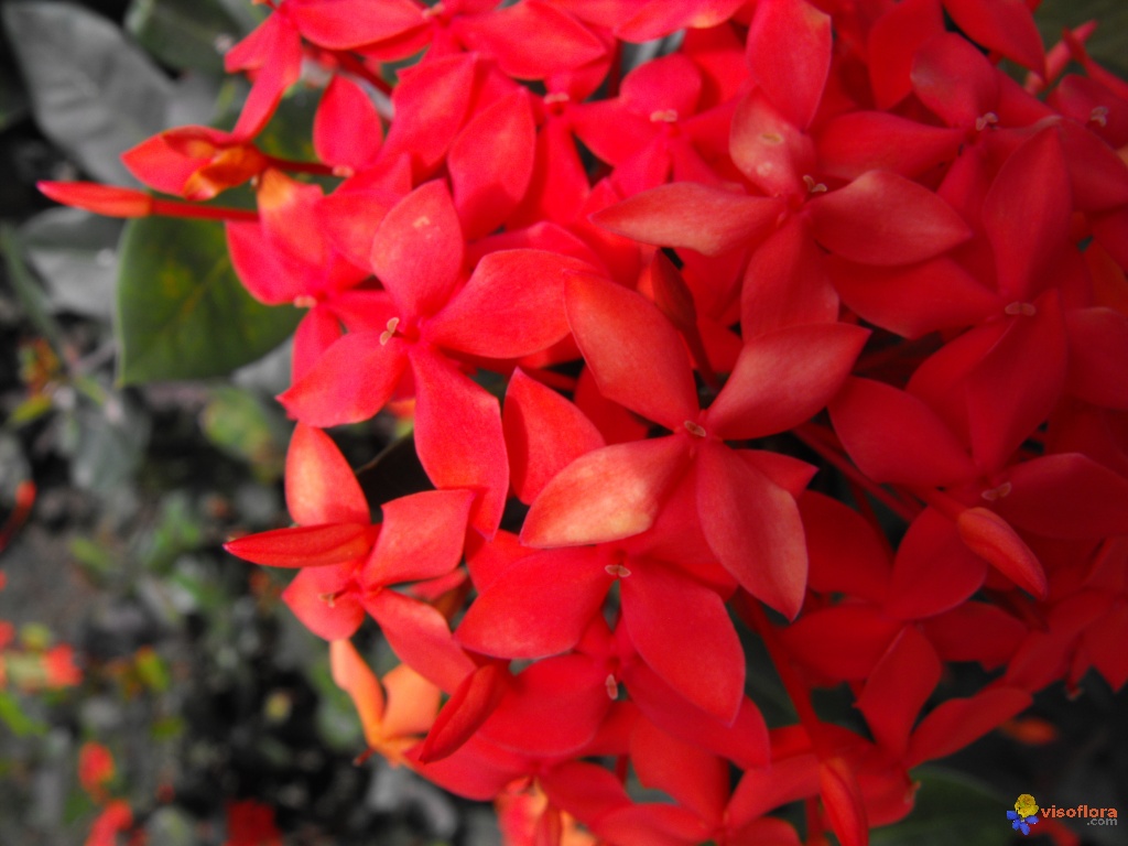 fleurs-martinique-visoflora-19715