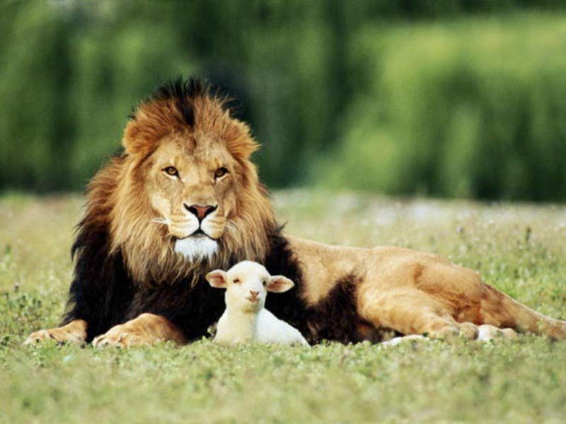 lion-and-the-lamb