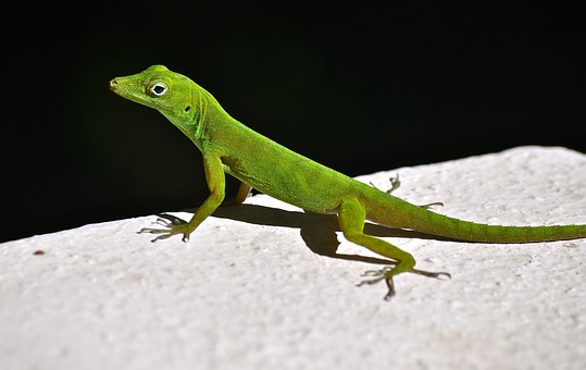 Lézard