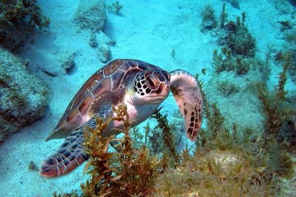 Tortue Antilles