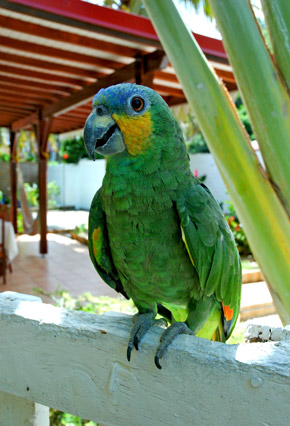 Perroquet Antilles