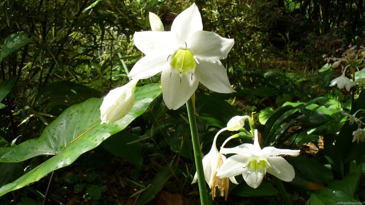 photo-nature-orchidee-blanche-jardin-de-balata-martinique